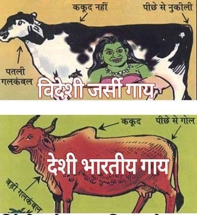 देसी गाय और जर्सी में Difference